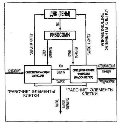 Преодоление старости c1_image001.jpg