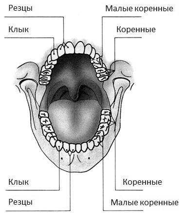 Дети вегетарианцы i_003.jpg