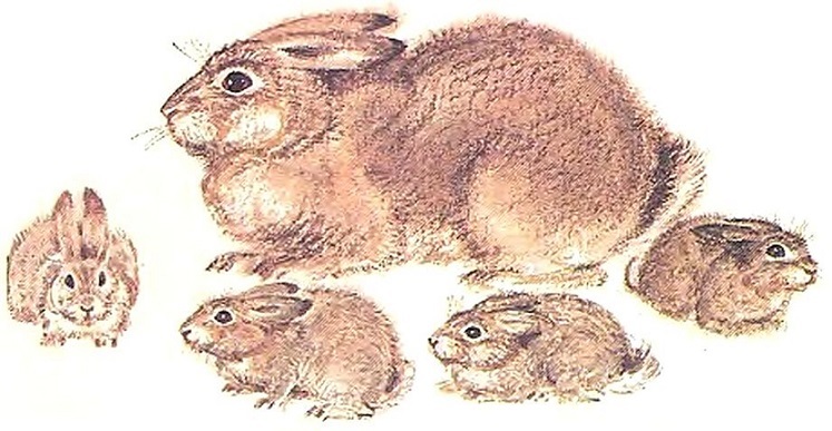 Чем кролик на зайца не похож (с илл.) _2.jpg