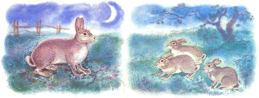 Чем кролик на зайца не похож (с илл.) _7.jpg