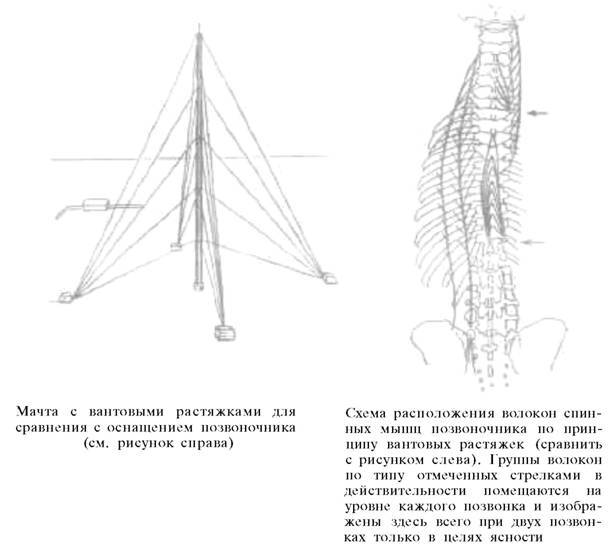 О ловкости и ее развитии any2fbimgloader33.jpeg