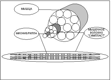 Думай! Или 'Супертренинг' без заблуждений any2fbimgloader0.png