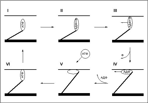 Думай! Или 'Супертренинг' без заблуждений any2fbimgloader12.png