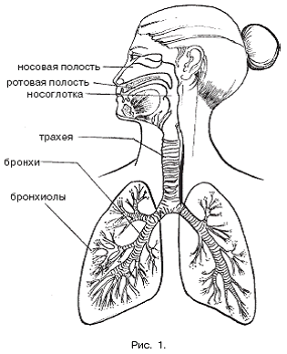 Массаж при заболеваниях органов дыхания pic_1.png