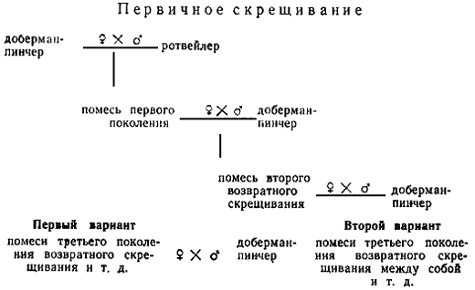 Племенное дело в служебном собаководстве i_110.png