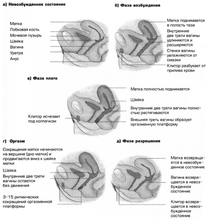 Сексуальность i_018.png