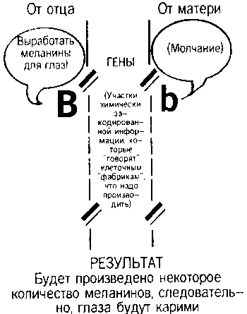 Кен Хэм Эндрю Снеллинг Карл Вилэнд КНИГА ОТВЕТОВ Ответы на 12 наиболее часто задаваемых вопросов о книге бытия, творении и эволюции i_47_1.png