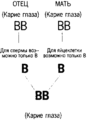 Кен Хэм Эндрю Снеллинг Карл Вилэнд КНИГА ОТВЕТОВ Ответы на 12 наиболее часто задаваемых вопросов о книге бытия, творении и эволюции i_48_1.png