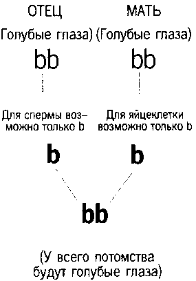 Кен Хэм Эндрю Снеллинг Карл Вилэнд КНИГА ОТВЕТОВ Ответы на 12 наиболее часто задаваемых вопросов о книге бытия, творении и эволюции i_48_3.png