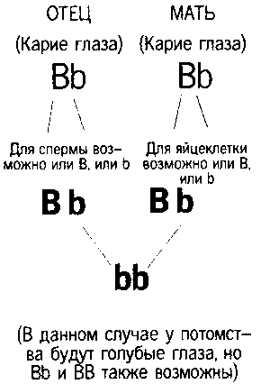 Кен Хэм Эндрю Снеллинг Карл Вилэнд КНИГА ОТВЕТОВ Ответы на 12 наиболее часто задаваемых вопросов о книге бытия, творении и эволюции i_48_4.png