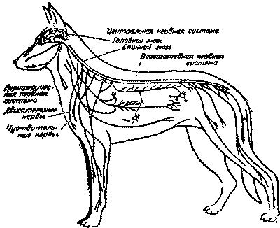 Дрессировка служебных собак i_001.png