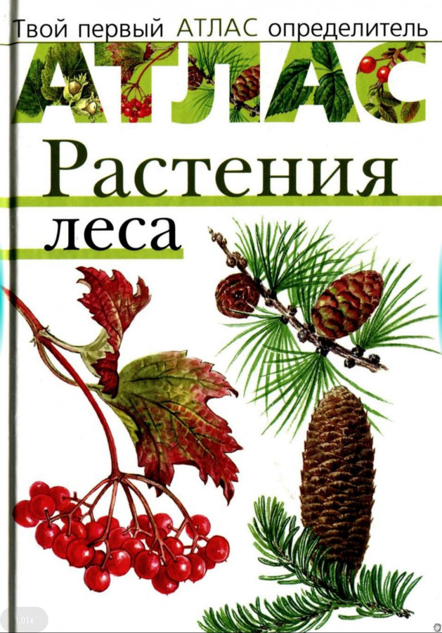 Книги растений лесные. Атлас лесных растений. Атлас определитель растения леса. Козлова т.а. растения леса. Книги о лесных растениях.