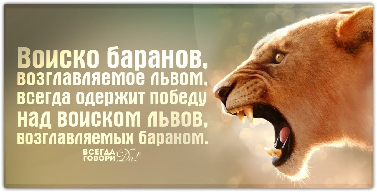 Хороший над. Стадо Баранов возглавляемое львом всегда одержит победу. Стадо Баранов возглавляемое львом. Войско Баранов возглавляемое львом. Стадо Баранов под предводительством Льва.