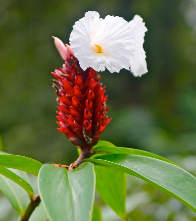 Косты цветы. Коста Рика растения. Коста Рика цветы. Коста Рика фауна. Коста Рика трава.