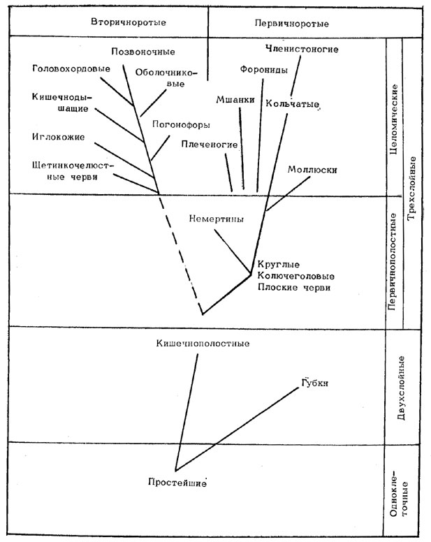 Вторичноротые. Первичноротые и вторичноротые животные таблица. Эволюция животных первично и вторичноротые. Вторичноротые классификация животных. Первичноротые классификация.