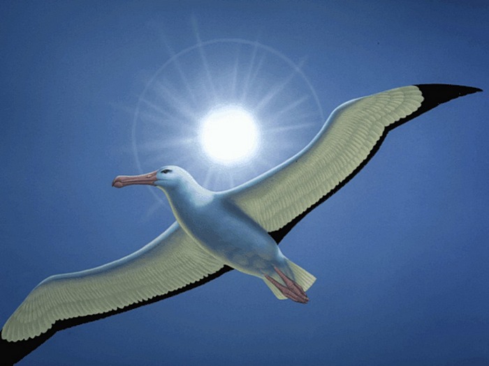 albatros.jpeg
